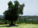 My Land
