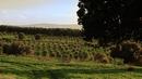 My Land