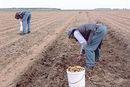 The Gleaners and I