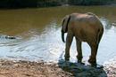 Elephant tales - 3