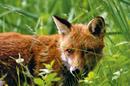 Le Renard et l'enfant