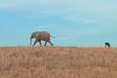 La Balade des &eacute;l&eacute;phants