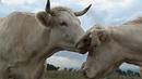 Bovines ou la vraie vie des vaches Bovines ou la vraie vie des vaches