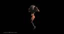 Volcanic Striptease