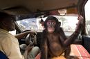 Bonobos
