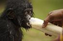 Bonobos