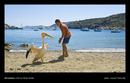 Nicostratos the Pelican