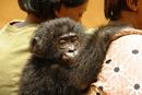 Bonobos