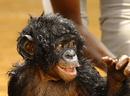 Bonobos