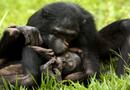 Bonobos