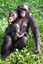Bonobos
