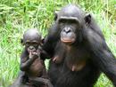 Bonobos