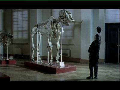 Julien Blaine, l'&eacute;l&eacute;phant et la chute