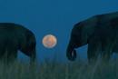 Elephant tales - 7