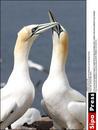 Les Animaux amoureux - 3