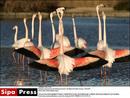 Animals in love - 4
