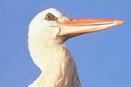 &Eacute;tats-Unis : L'oiseau qui valait 10 M$
