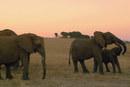 Elephant tales - 9