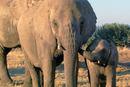 Elephant tales - 10