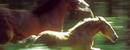 Pom le poulain