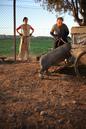 Le Cochon de Gaza