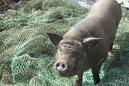 Cochon de Gaza