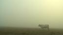 Bovines ou la vraie vie des vaches Bovines ou la vraie vie des vaches