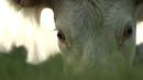 Bovines ou la vraie vie des vaches Bovines ou la vraie vie des vaches