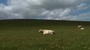 Bovines ou la vraie vie des vaches Bovines ou la vraie vie des vaches