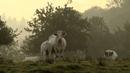 Bovines ou la vraie vie des vaches Bovines ou la vraie vie des vaches