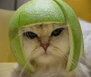 Le Citron vert
