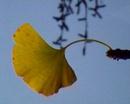 Fleurs noires