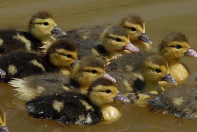 La Vie sauvage des animaux domestiques