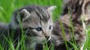 La Vie sauvage des animaux domestiques La Vie sauvage des animaux domestiques