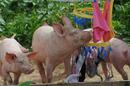 La Vie sauvage des animaux domestiques La Vie sauvage des animaux domestiques