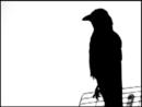 Crows Delight Crows Delight