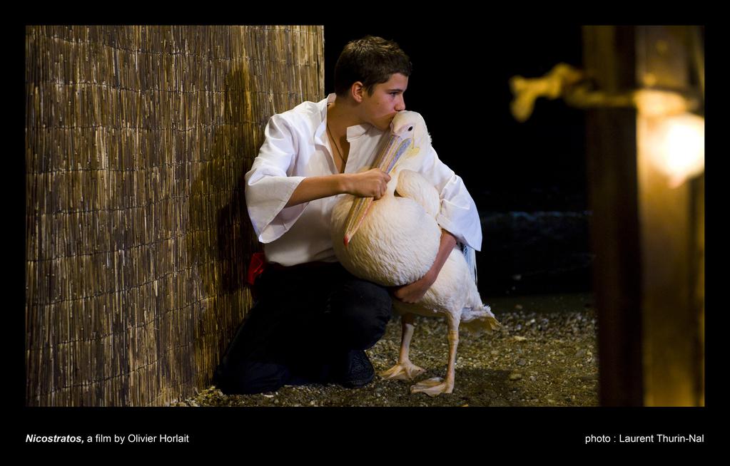 Nicostratos, le pélican Nicostratos, le pélican