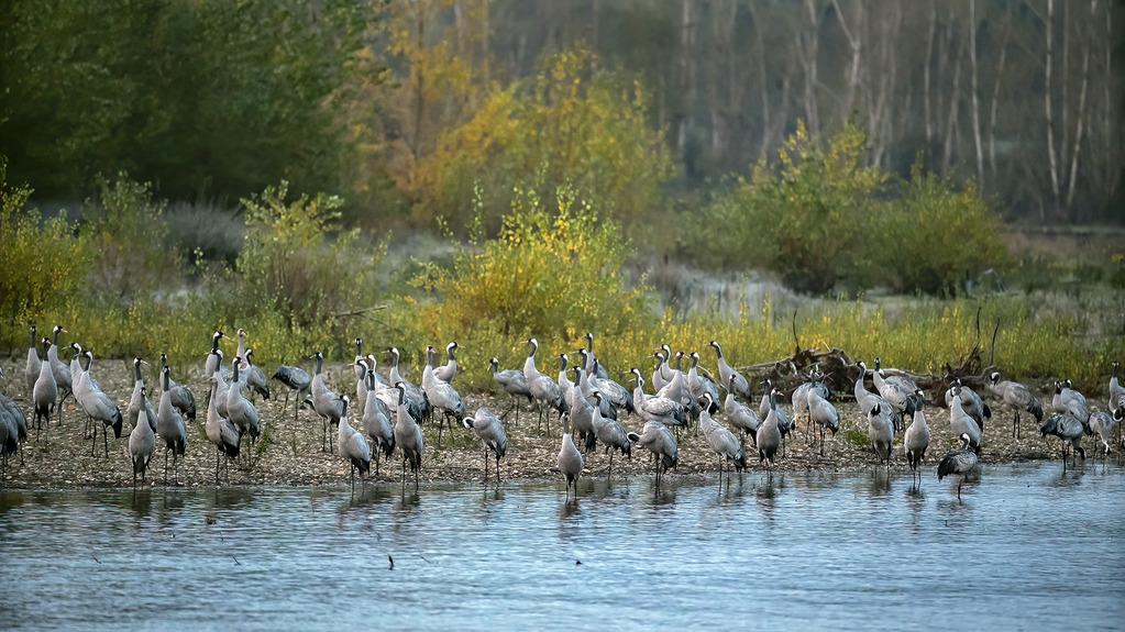 L'Allier, dernière rivière sauvage L'Allier, dernière rivière sauvage