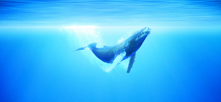 57M de espectadores de cine francés en el extranjero en 2010 57M de espectadores de cine francés en el extranjero en 2010