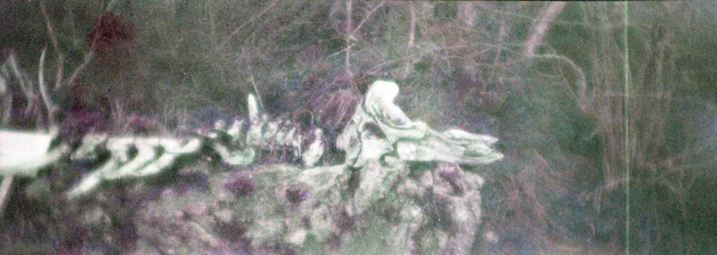 Chasing Whales Chasing Whales