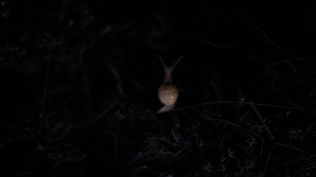 A Symphony of Silence A Symphony of Silence