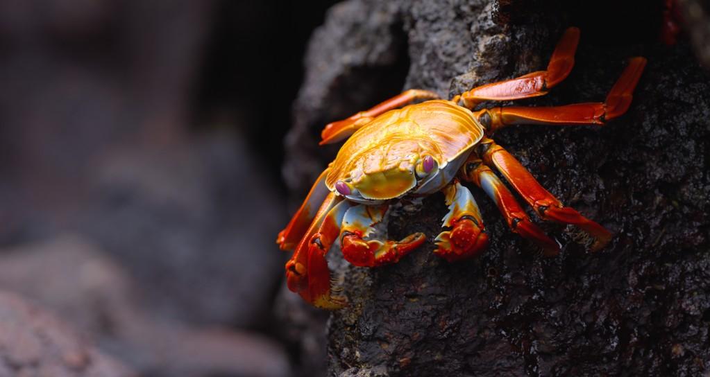 L'Équateur, au sommet de la biodiversité L'Équateur, au sommet de la biodiversité
