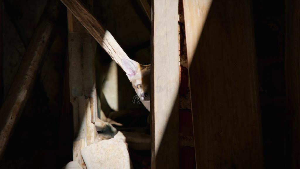 Les animaux vont mieux Les animaux vont mieux