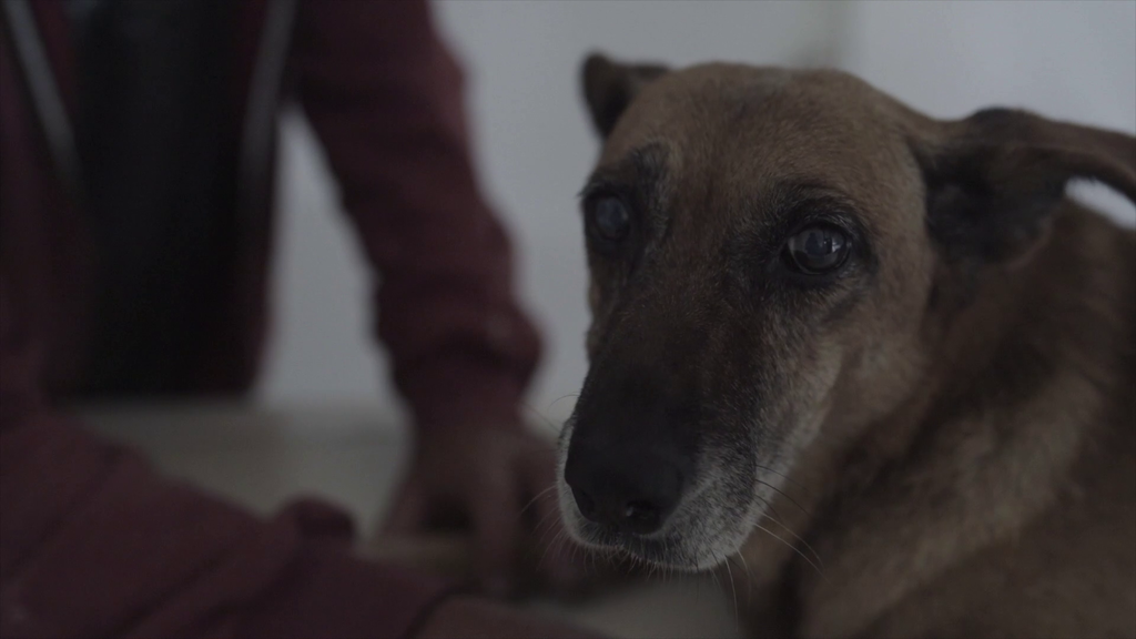 Especies de compañia Especies de compañia