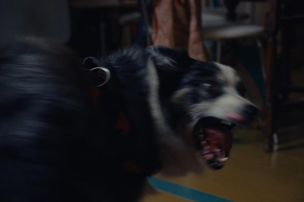 Assis, pas bouger ! Assis, pas bouger !