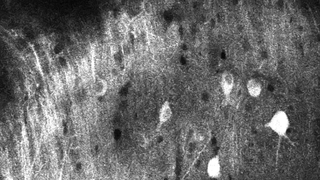 Les Fils qui se touchent Les Fils qui se touchent