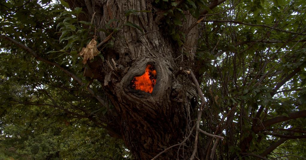 Watch the Fire or Burn Inside It Watch the Fire or Burn Inside It