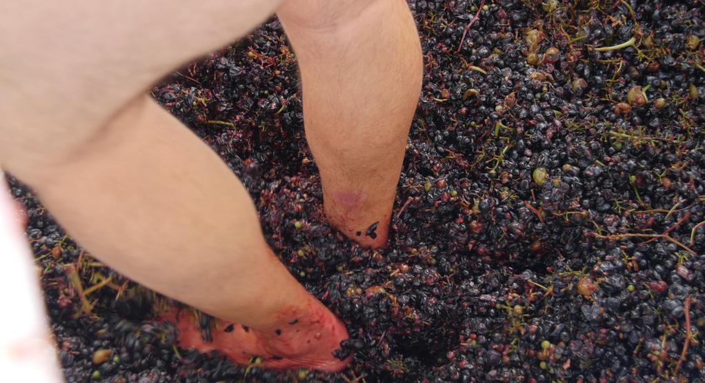 Vitis Prohibita - © Lumière du jour Vitis Prohibita - © Lumière du jour