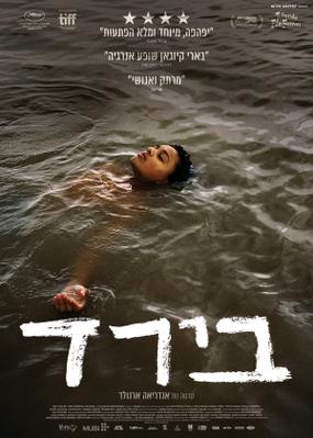 Bird - Israel Bird - Israel