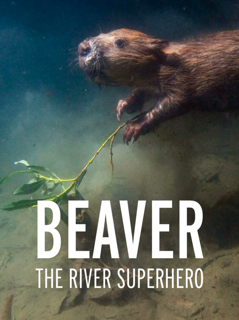 Beaver, The River Superhero Beaver, The River Superhero